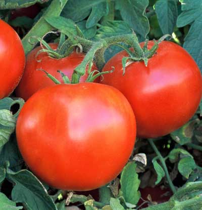 Wisconsin 55 Tomato by MIgardener