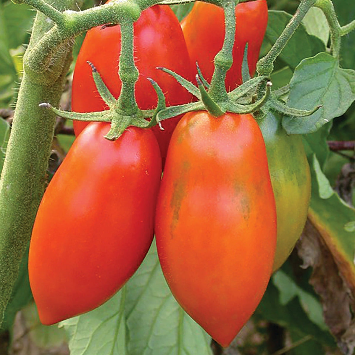 Opalka Tomato by MIgardener