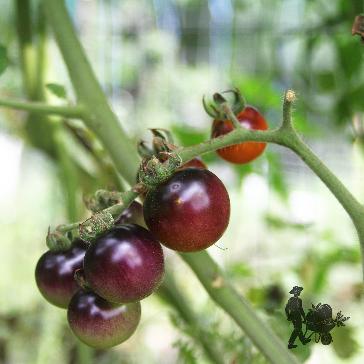 Blueberry Tomato by MIgardener