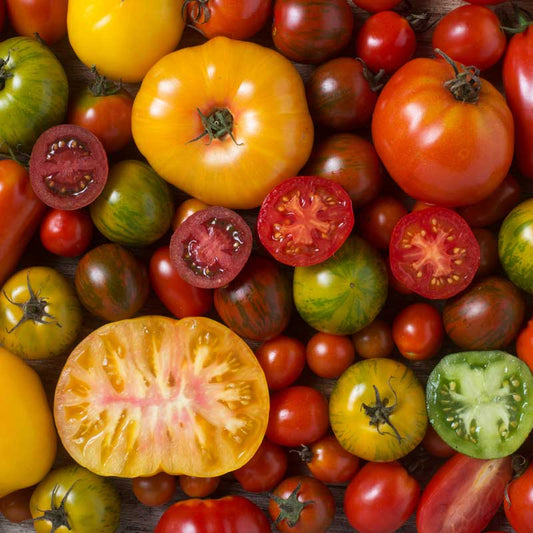 TOMATO Seeds, Heirloom Blend, image 2 of 2