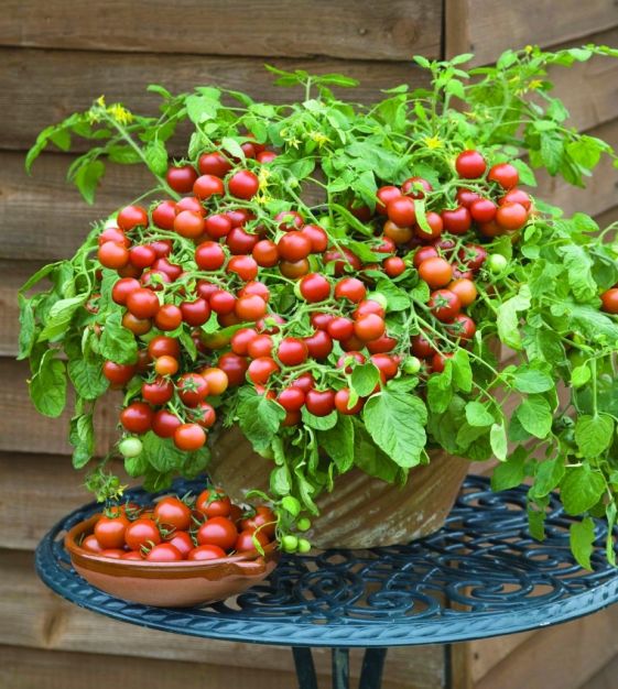 Cherry Falls Cherry Tomato by MIgardener