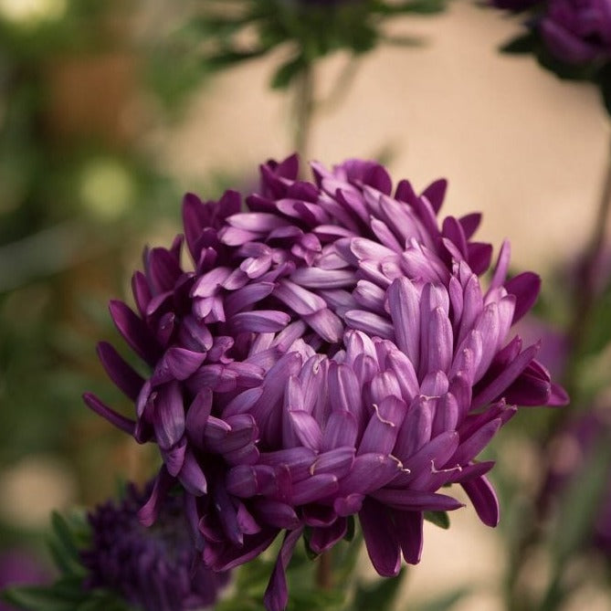 Violet Aster by MIgardener