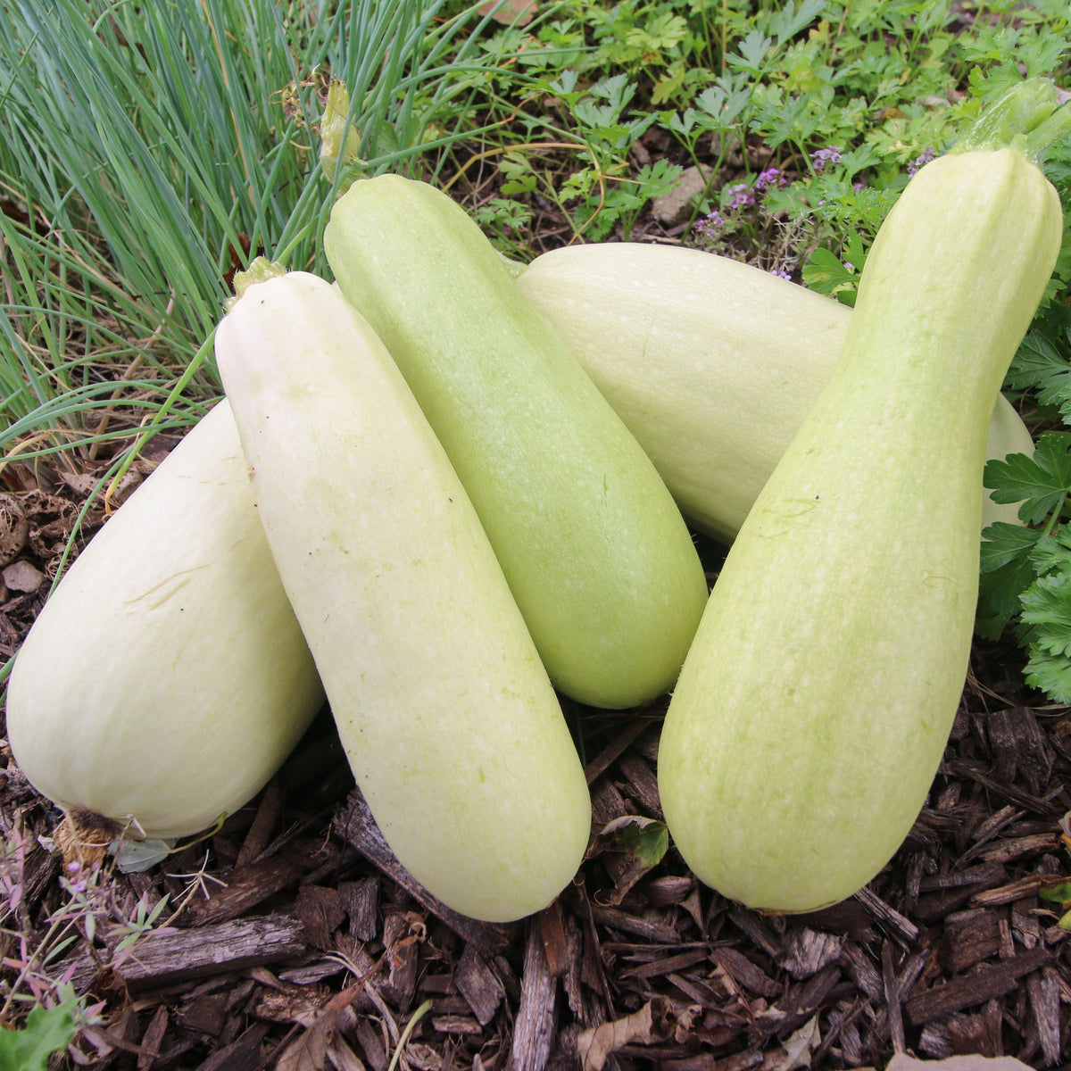 Bianco Di Trieste Zucchini by MIgardener