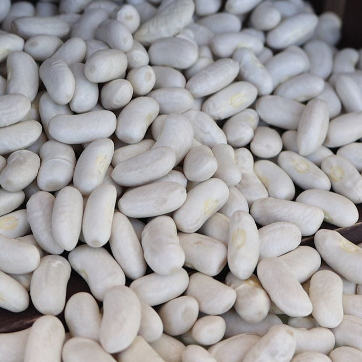 Cannellini Bean (Bush) by MIgardener