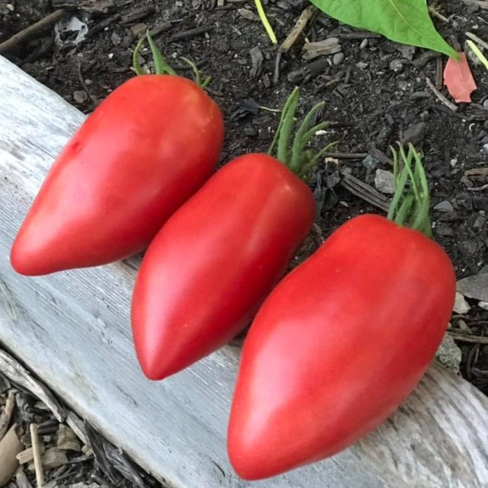 Sheboygan Tomato by MIgardener