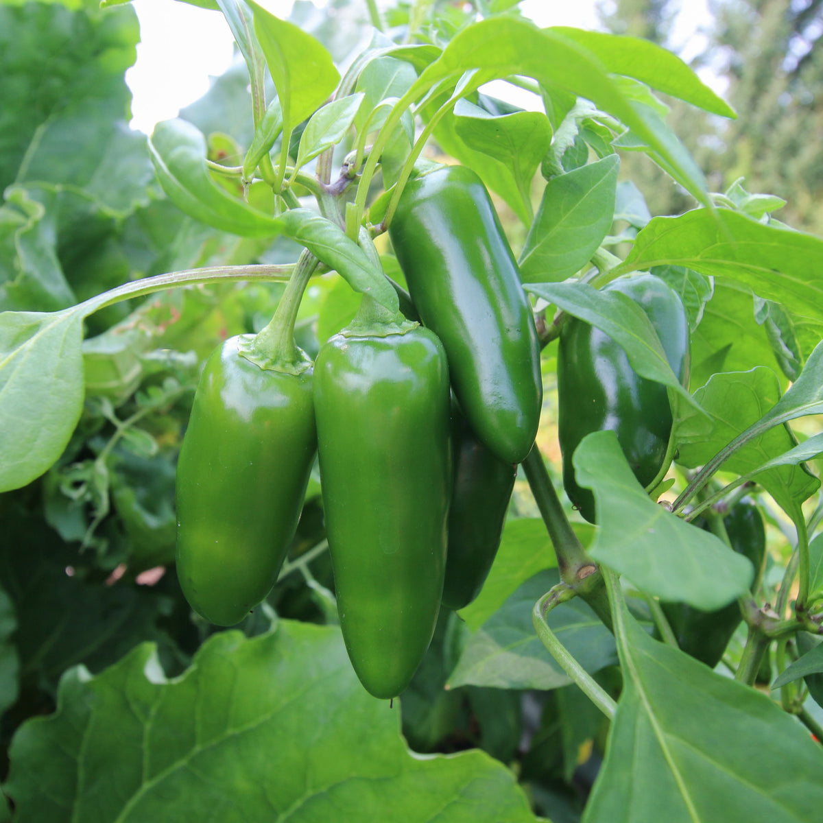 Jalapeno Pepper by MIgardener