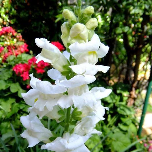 White Snowflake Snapdragon by MIgardener