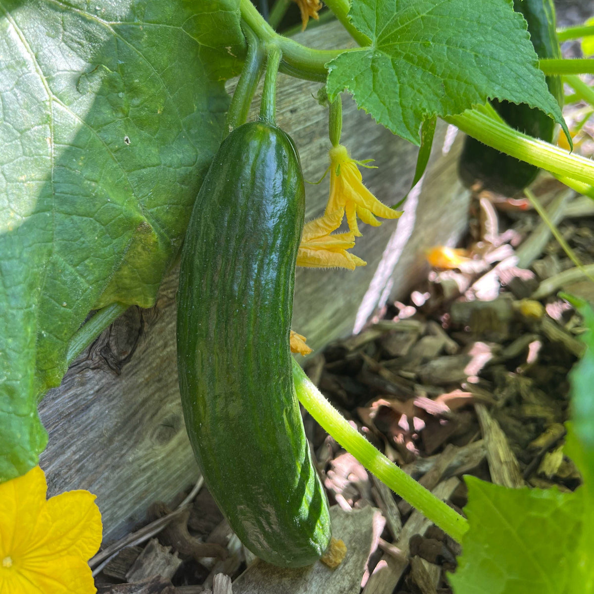 Beit Alpha Cucumber by MIgardener