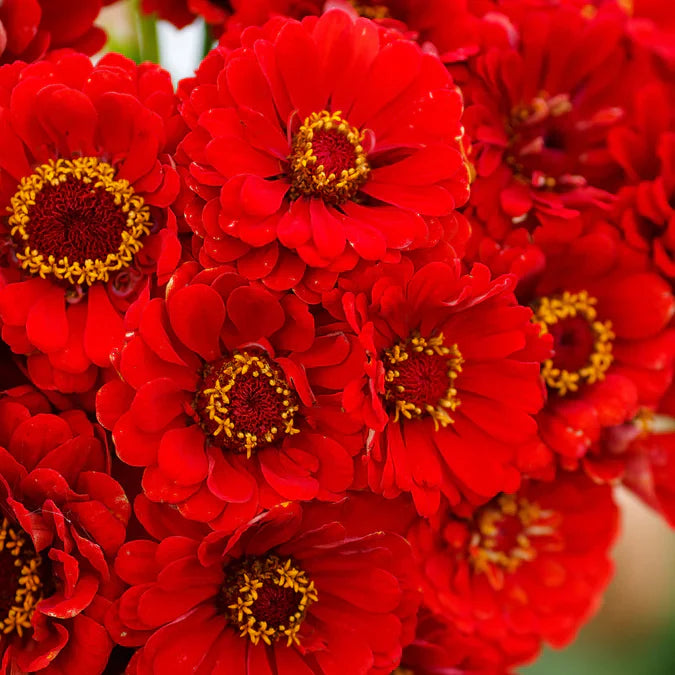 Cherry Queen Zinnia by MIgardener