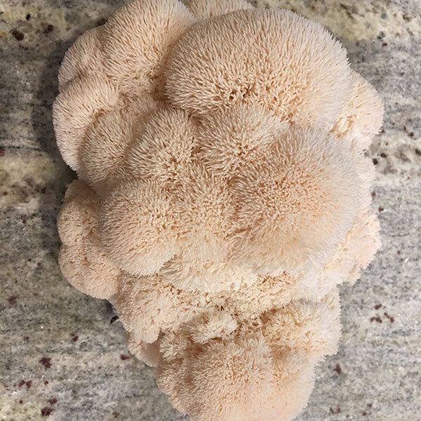 Mushroom Mountain lion's mane mushroom