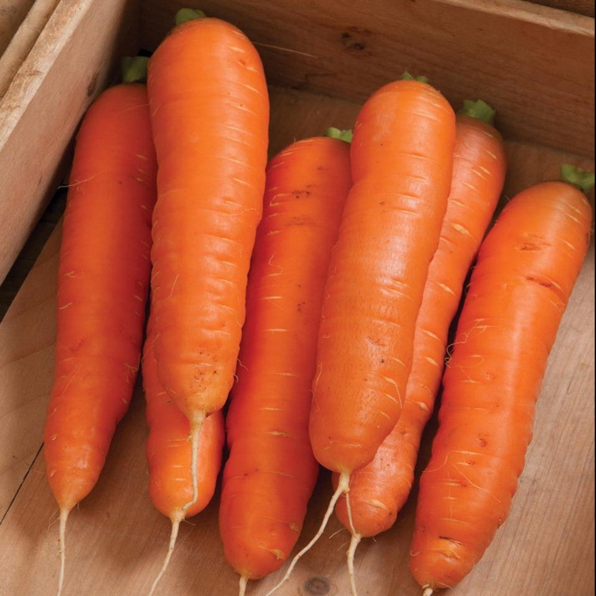 BOLERO Hybrid Carrot Seeds by Papaws Garden Supply