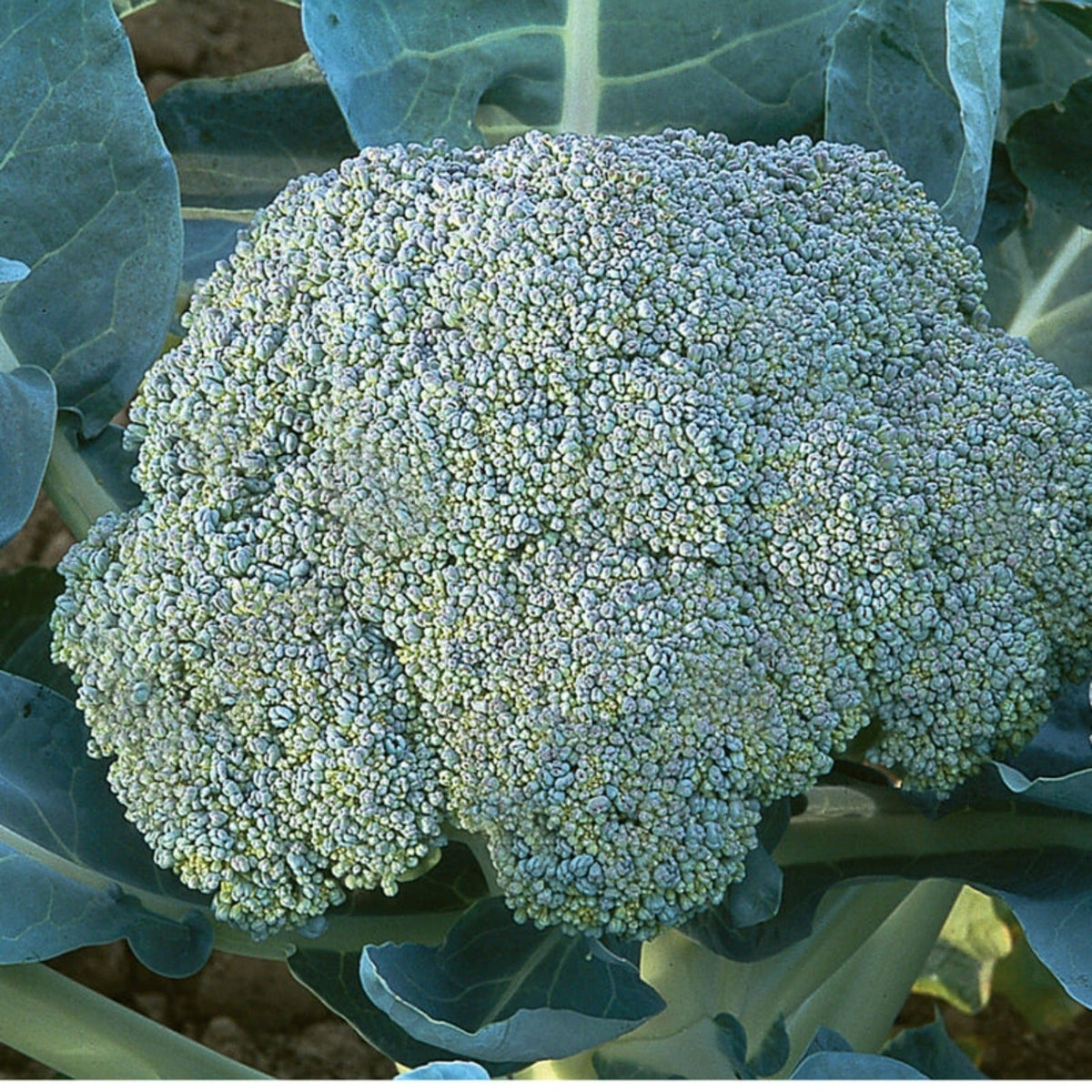 Gypsy Hybrid Broccoli Seeds by Papaws Garden Supply