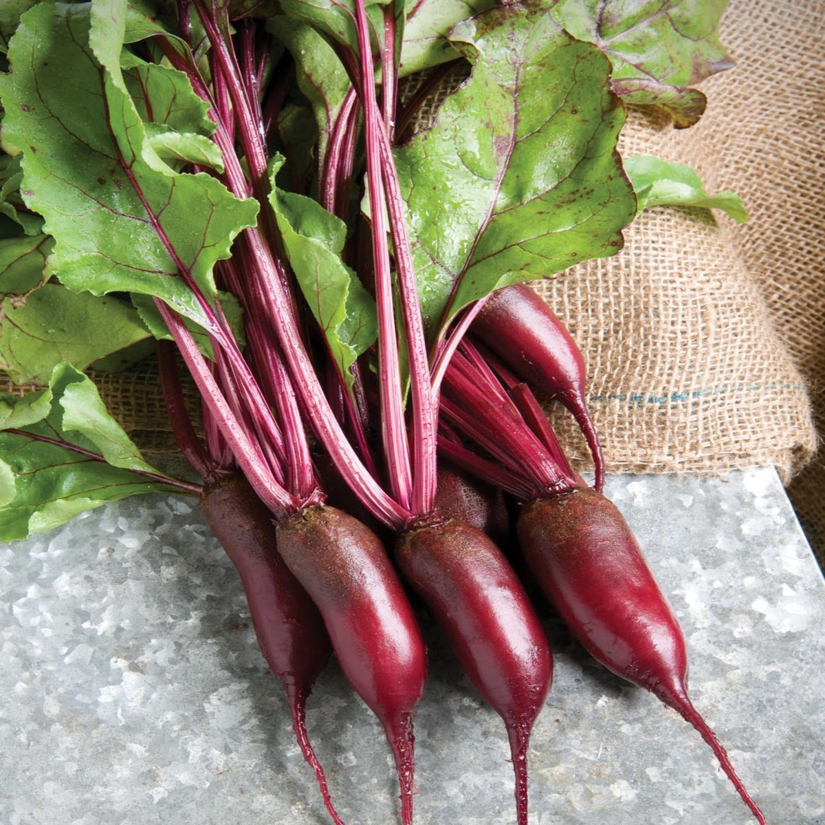 Cylindra Beet Root Seeds by Papaws Garden Supply