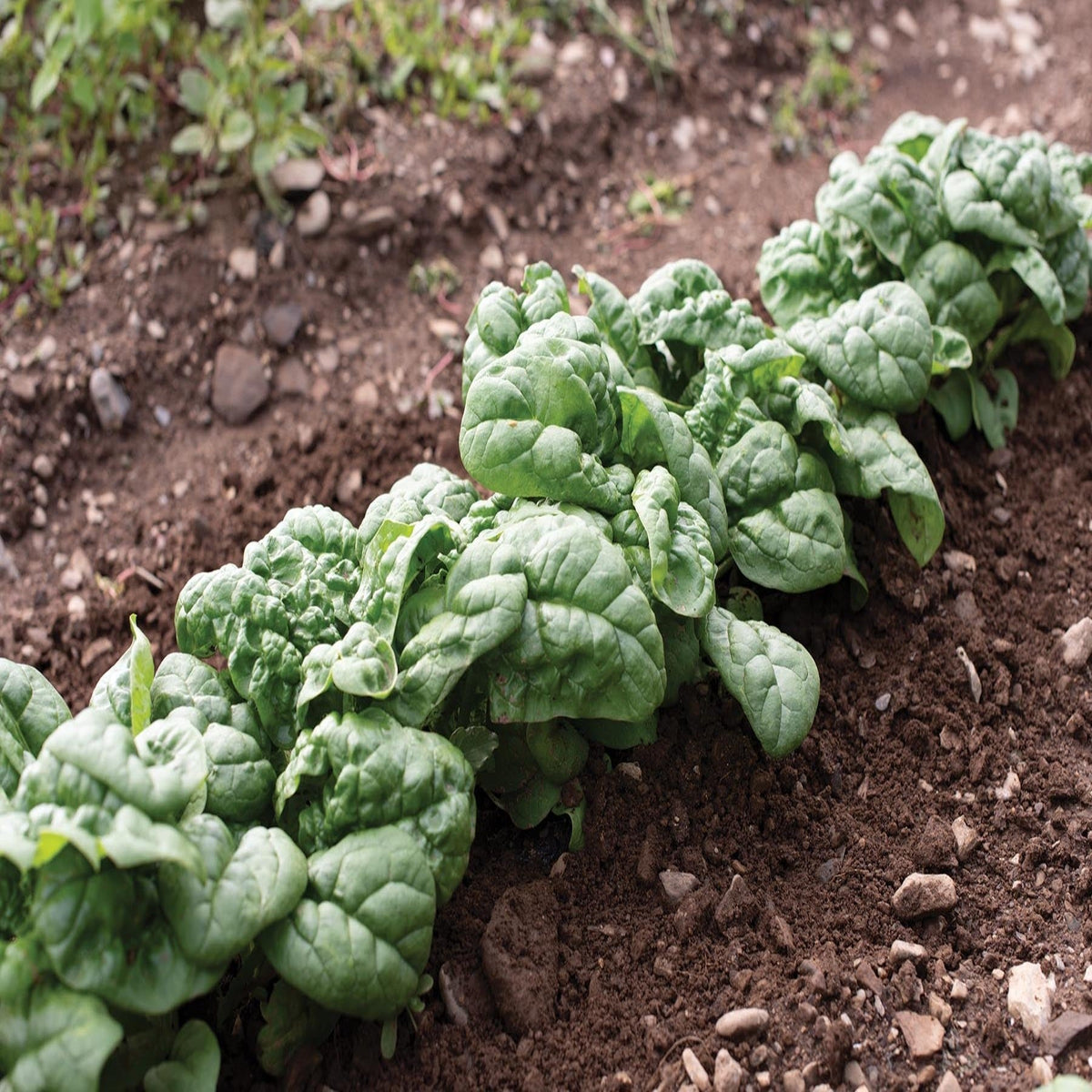 Hammerhead Hybrid Spinach Seeds by Papaws Garden Supply