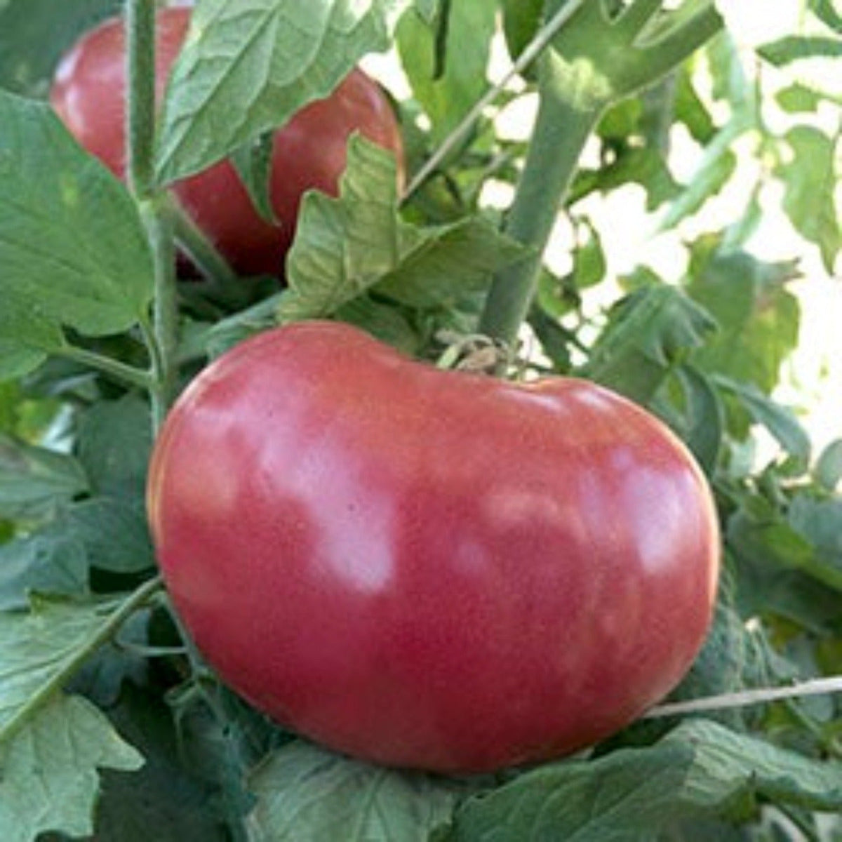 Mortgage Lifter Heirloom Tomato Seeds by Papaws Garden Supply