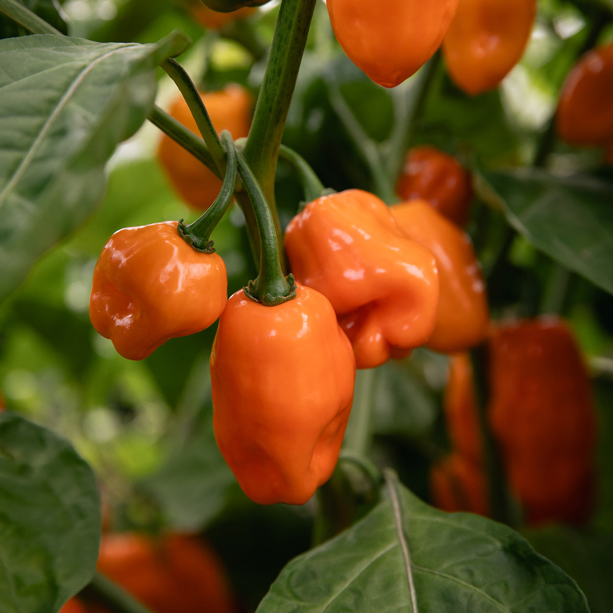 Mango Habanero 10.8oz - FRESH JAM COMING SOON, image 9 of 17