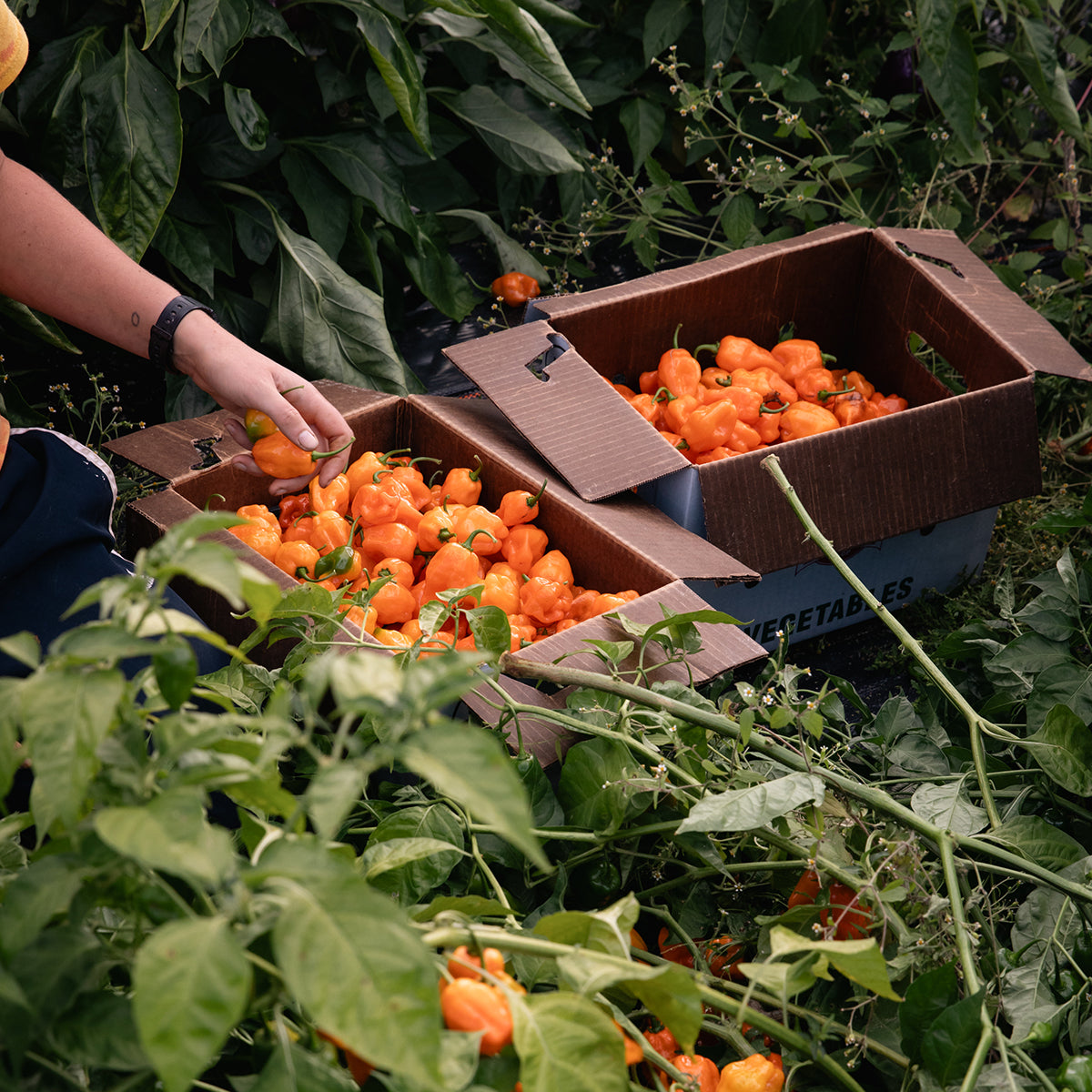 Mango Habanero 10.8oz - FRESH JAM COMING SOON, image 10 of 17