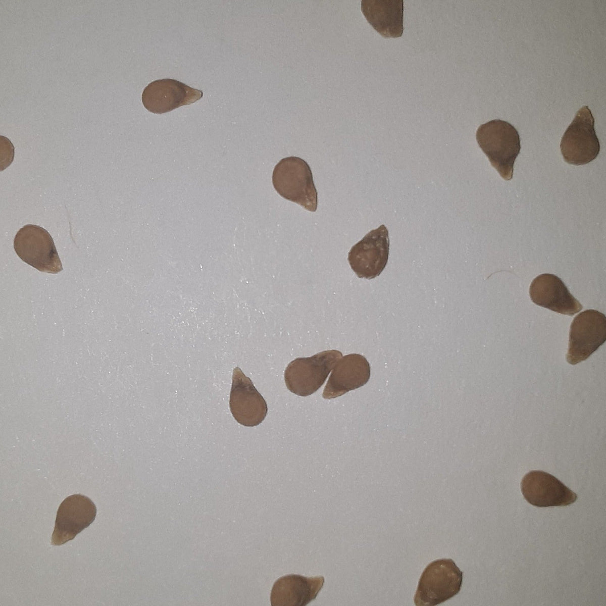 Jet Star Hybrid Tomato Seeds, image 2 of 5