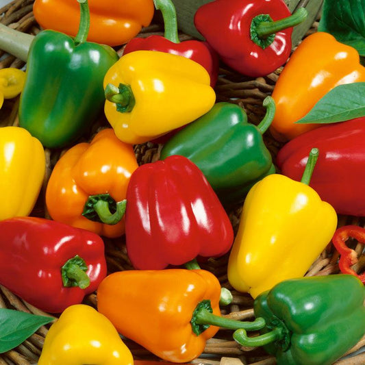 Mini Bell Mix Sweet Pepper Seeds (Organic), Garden from Grow Organic