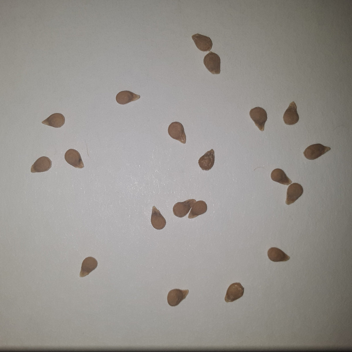 Papaw's Dwarf Pixie Tomato Seeds, image 2 of 6
