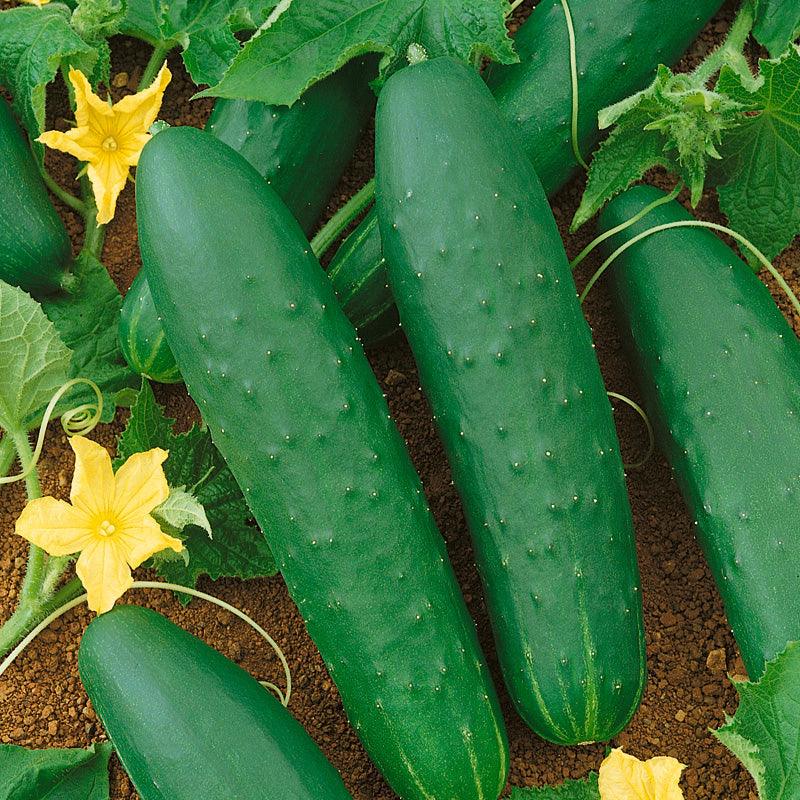 Double Yield Cucumber Seeds (Organic), Garden from Grow Organic