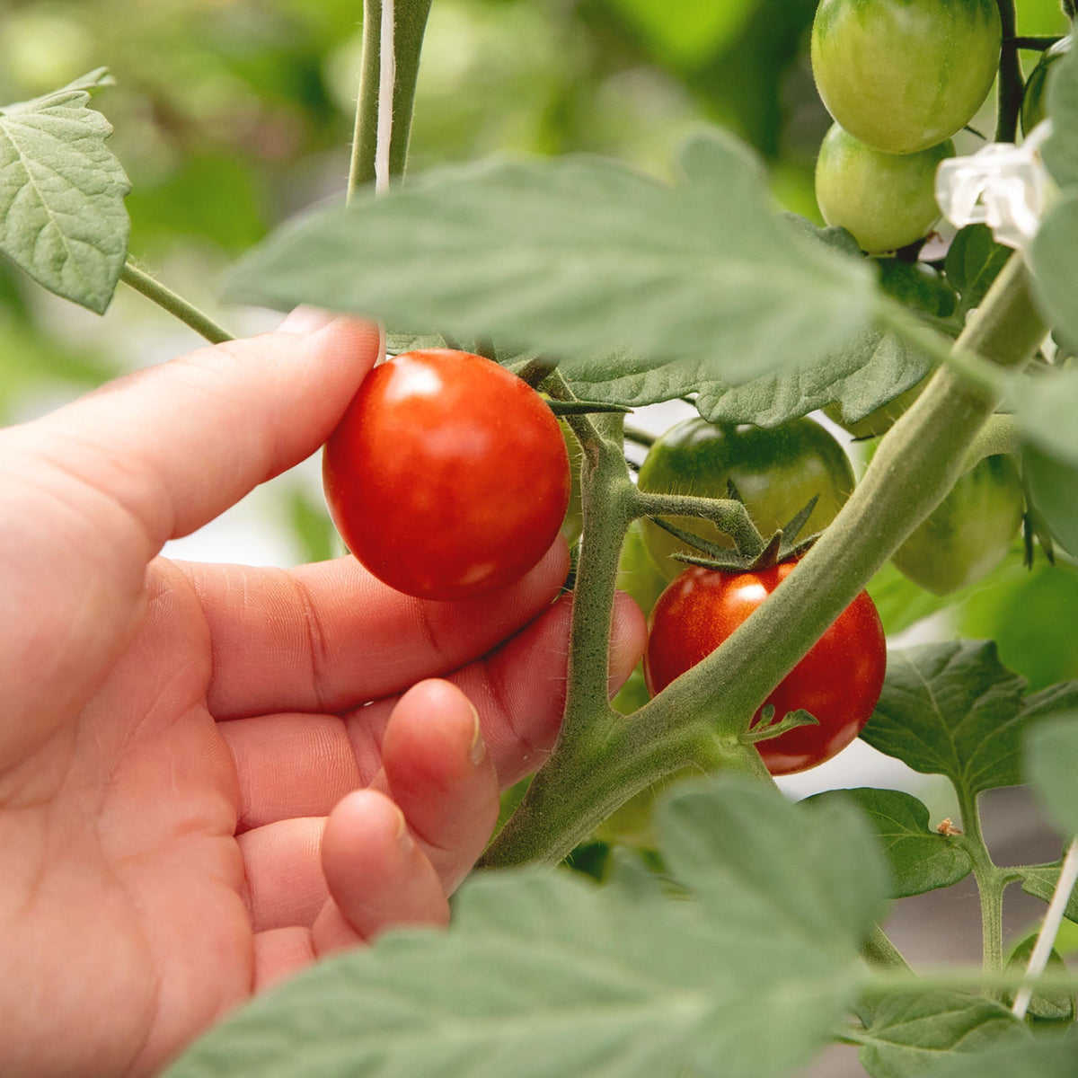Fresh Tomato Savory Jam, image 3 of 11
