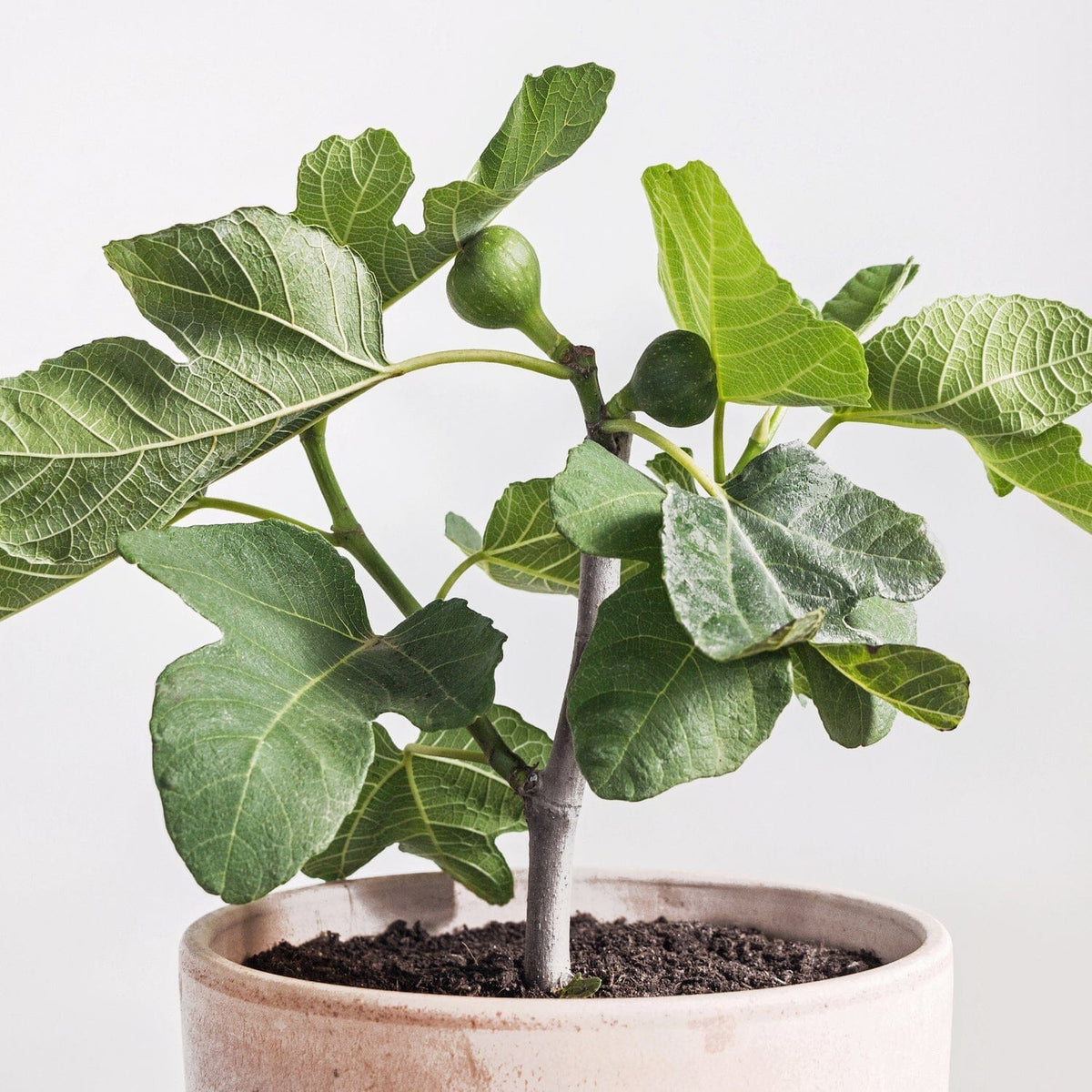 Fignomenal Fig Dwarf Tree for Small Spaces, Fruit Trees from Everglades Farm
