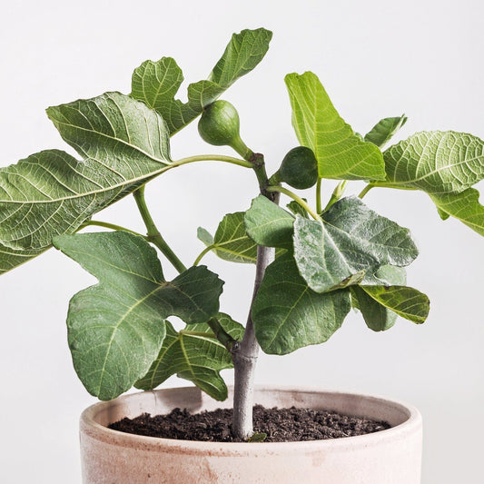 Fignomenal Fig Dwarf Tree for Small Spaces, Fruit Trees from Everglades Farm