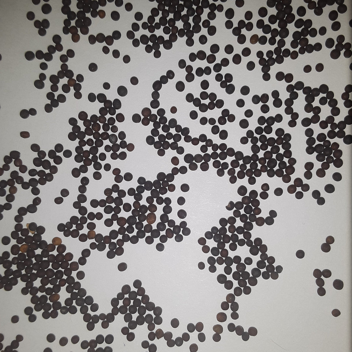 Southern Giant Curled Mustard Seeds, image 3 of 4