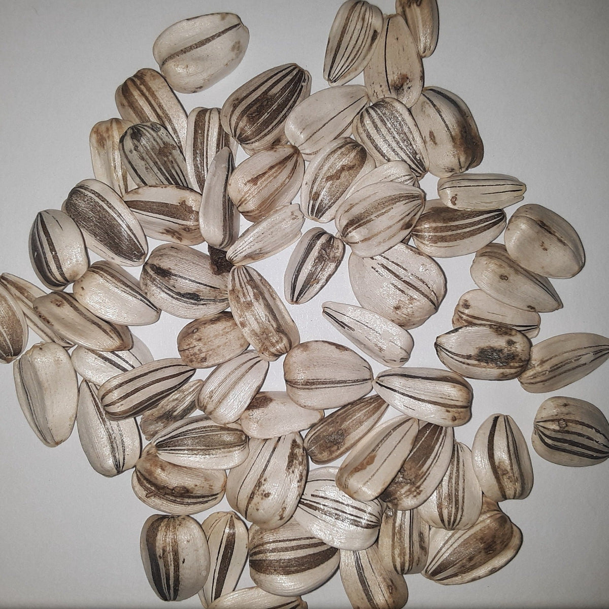 Mammoth Grey Striped Sunflower Seeds, image 2 of 4