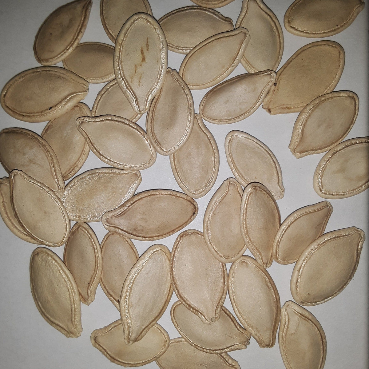 Jack O' Lantern Heirloom Pumpkin Seeds, image 2 of 5