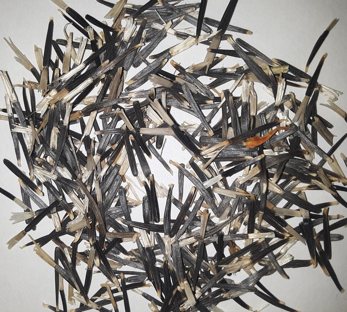 Cracker Jack Series Marigold Flower Seeds, image 2 of 5