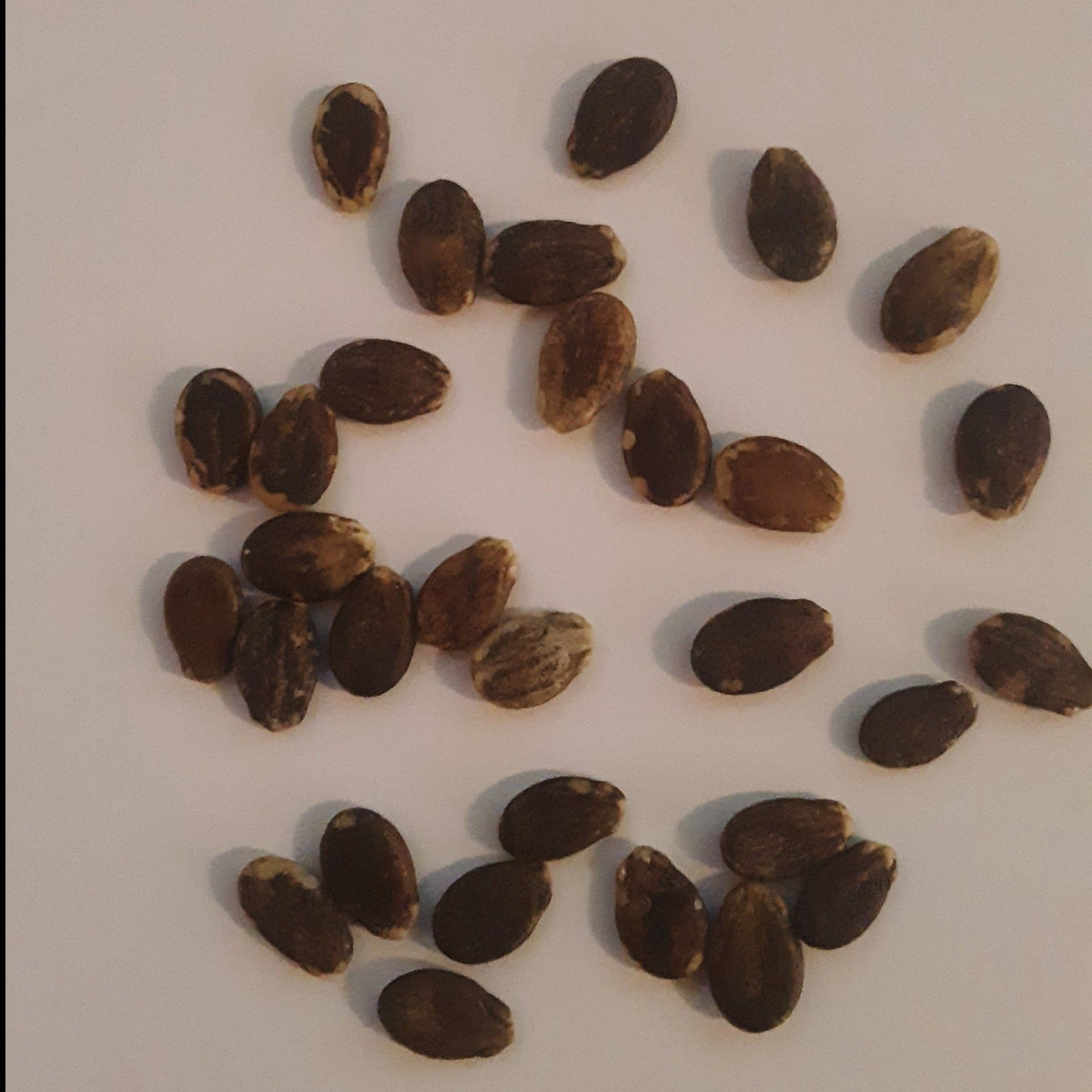 Crimson Sweet Watermelon Seeds, image 2 of 7