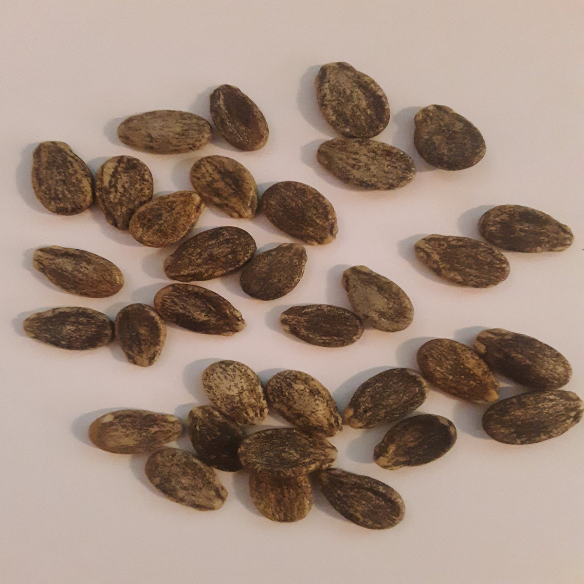 Moon & Stars Red Heirloom Watermelon Seeds, image 2 of 7