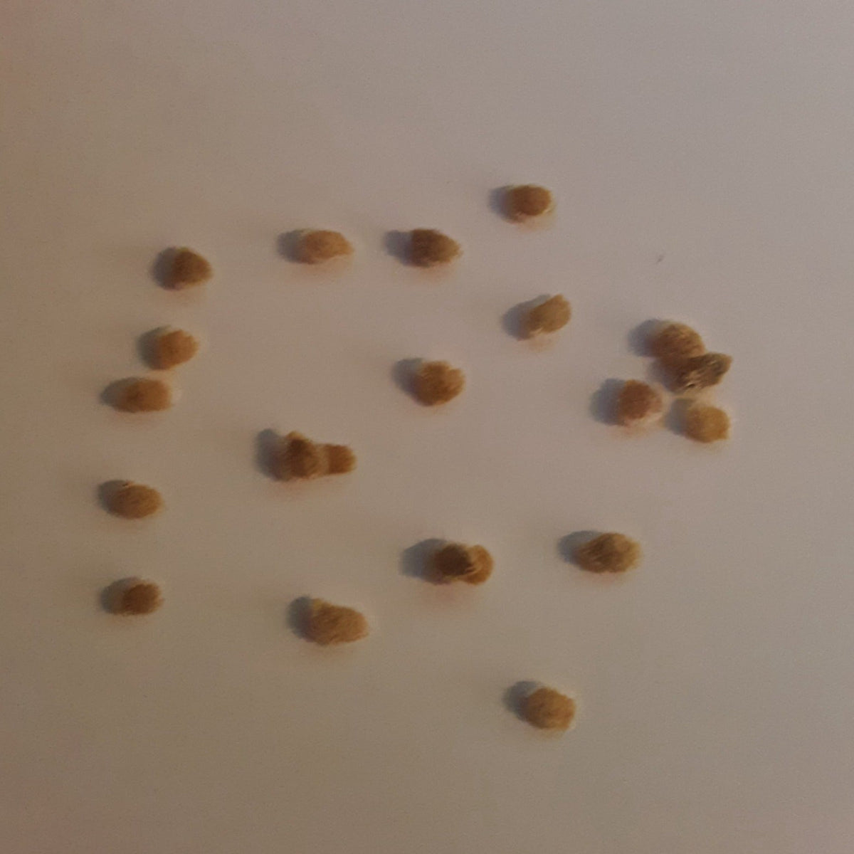 Kevin's Large Black Cherry Tomato Seeds, image 2 of 5