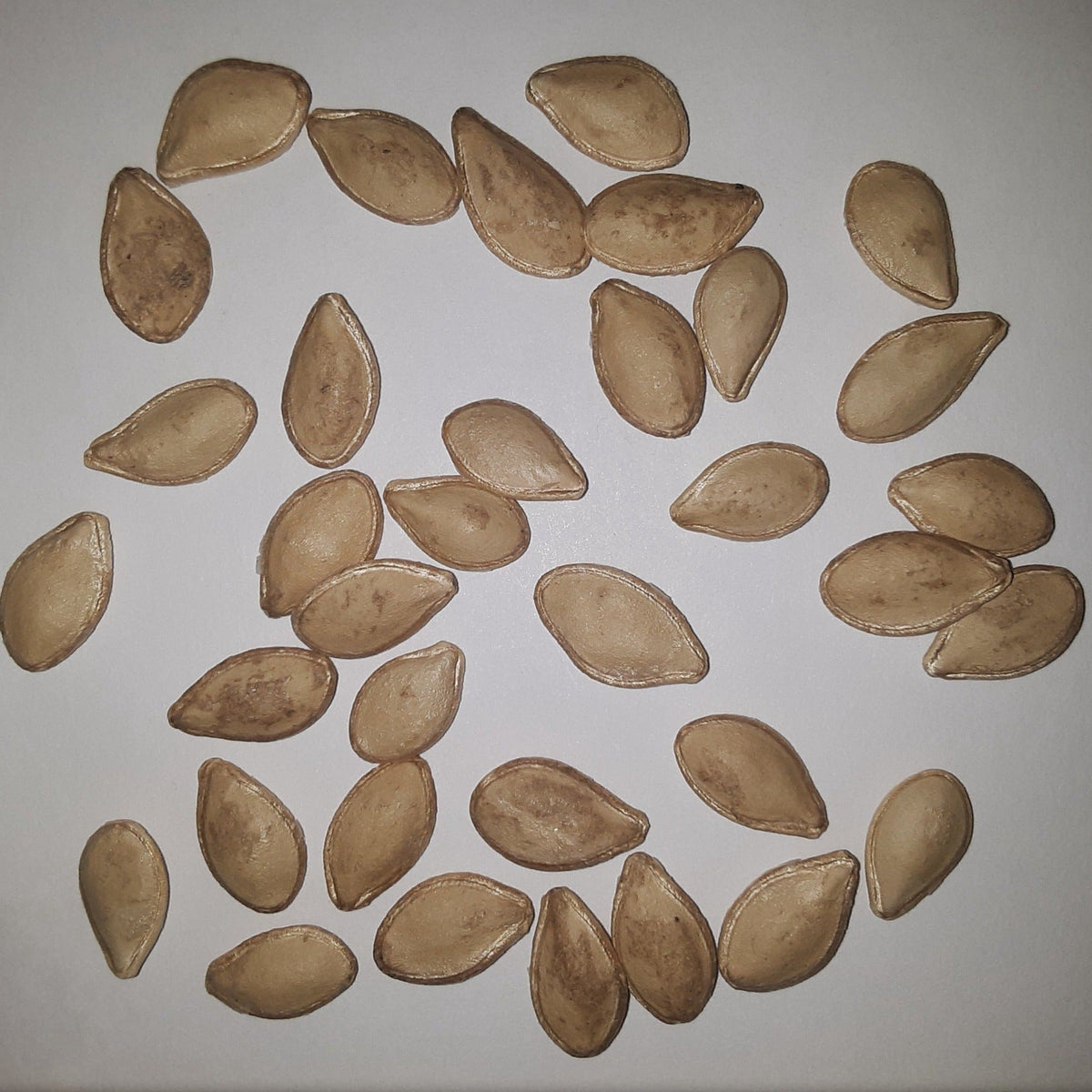 Table King Bush Winter Squash Seeds, image 2 of 5