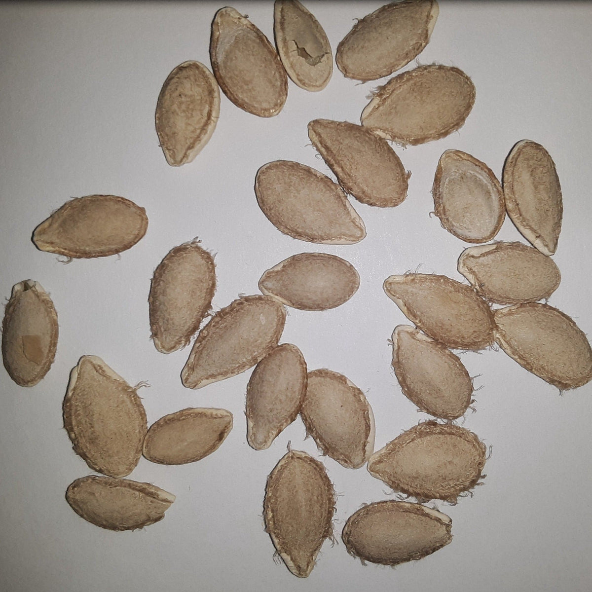 Waltham Heirloom Butternut Winter Squash Seeds, image 2 of 5