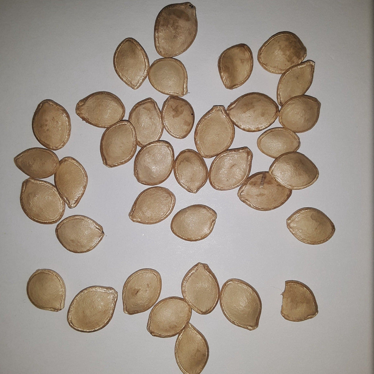 Delicata Winter Squash Seeds, image 2 of 5