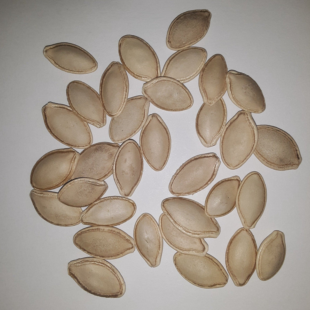 Black Beauty Zucchini Summer Squash Seeds, image 2 of 5