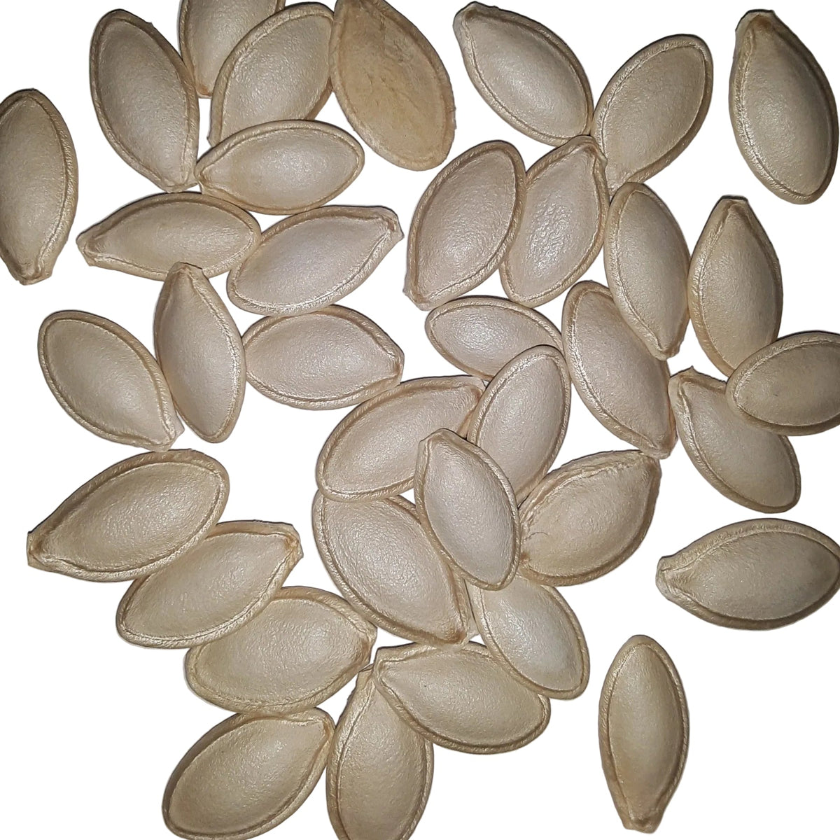 Cash Flow Hybrid Zucchini Summer Squash Seeds, image 2 of 5