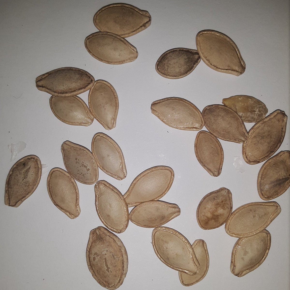 Yellow Heirloom Crookneck Summer Squash Seeds, image 2 of 5