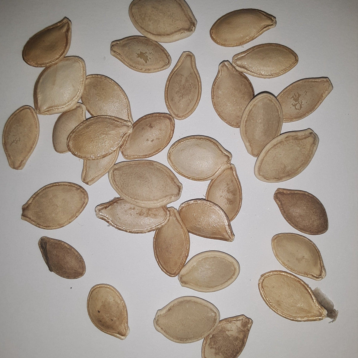 Summer Squash Variety Mix Seeds, image 2 of 5