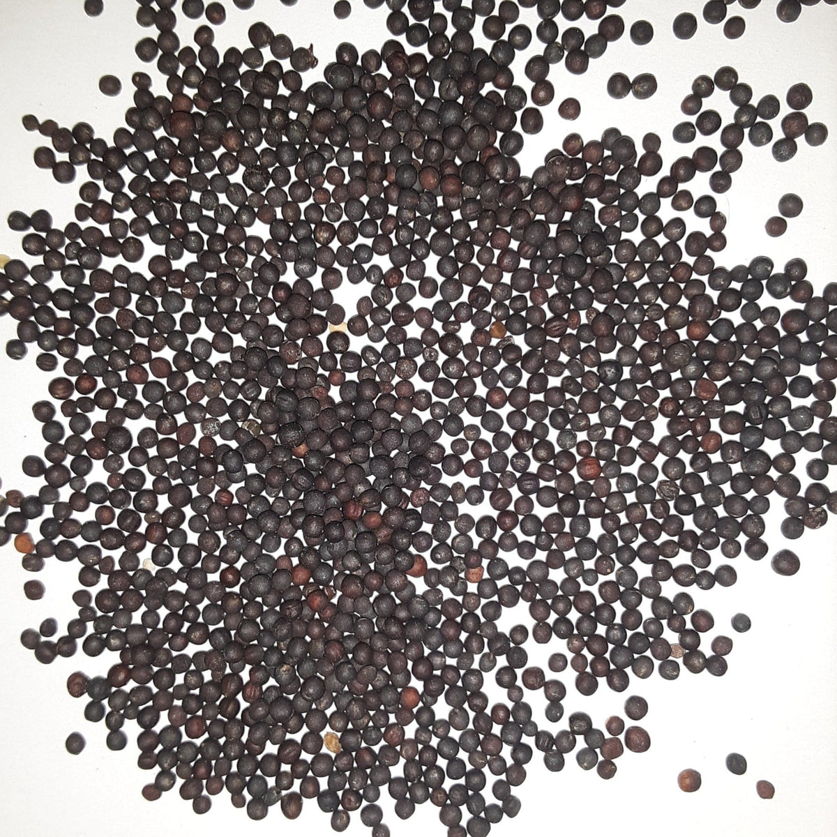 American Purple Top Heirloom Rutabaga Seeds, image 2 of 5