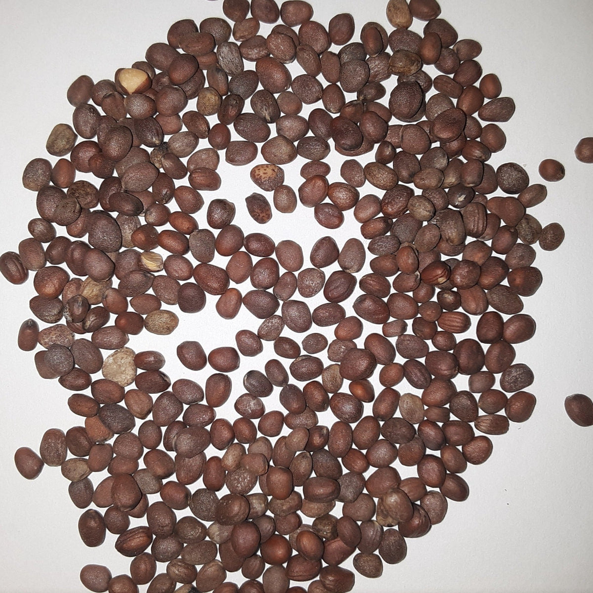 Black Spanish Round (Winter) Radish Seeds, image 2 of 5