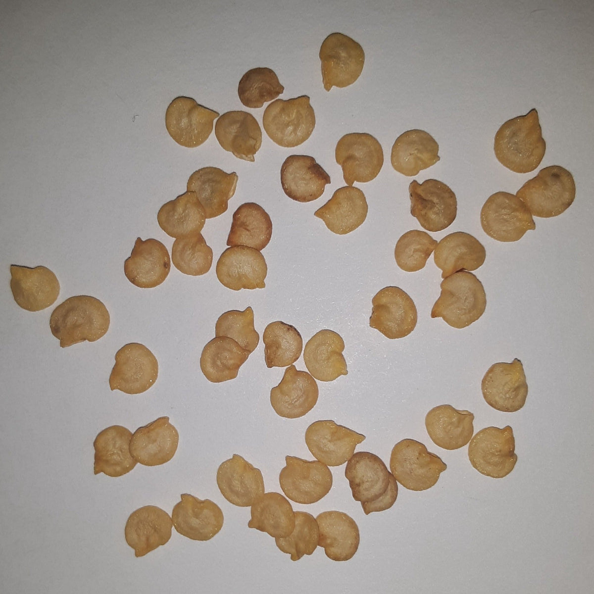 Jupiter Sweet Bell Pepper Seeds, image 2 of 5