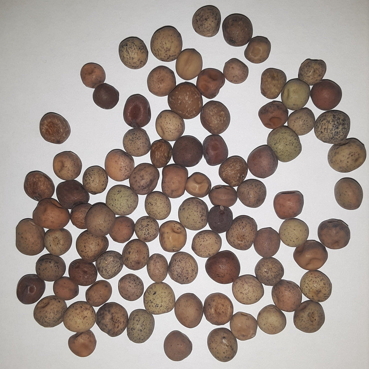 Dwarf Grey Sugar Snow Pea Seeds, image 2 of 6
