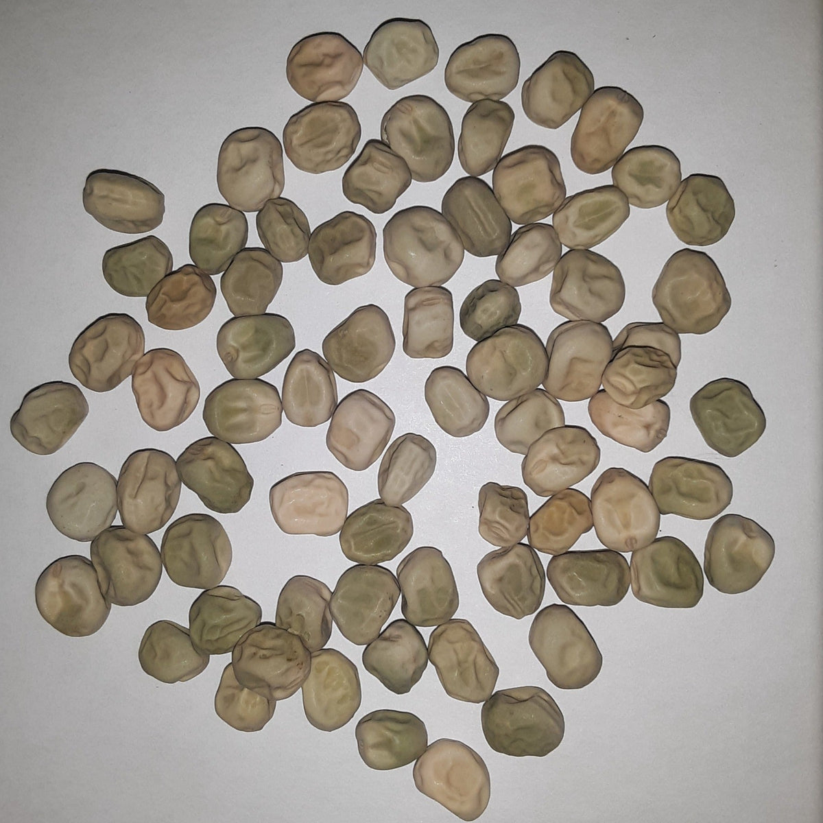 Little Marvel Bush Pea Seeds, image 2 of 6