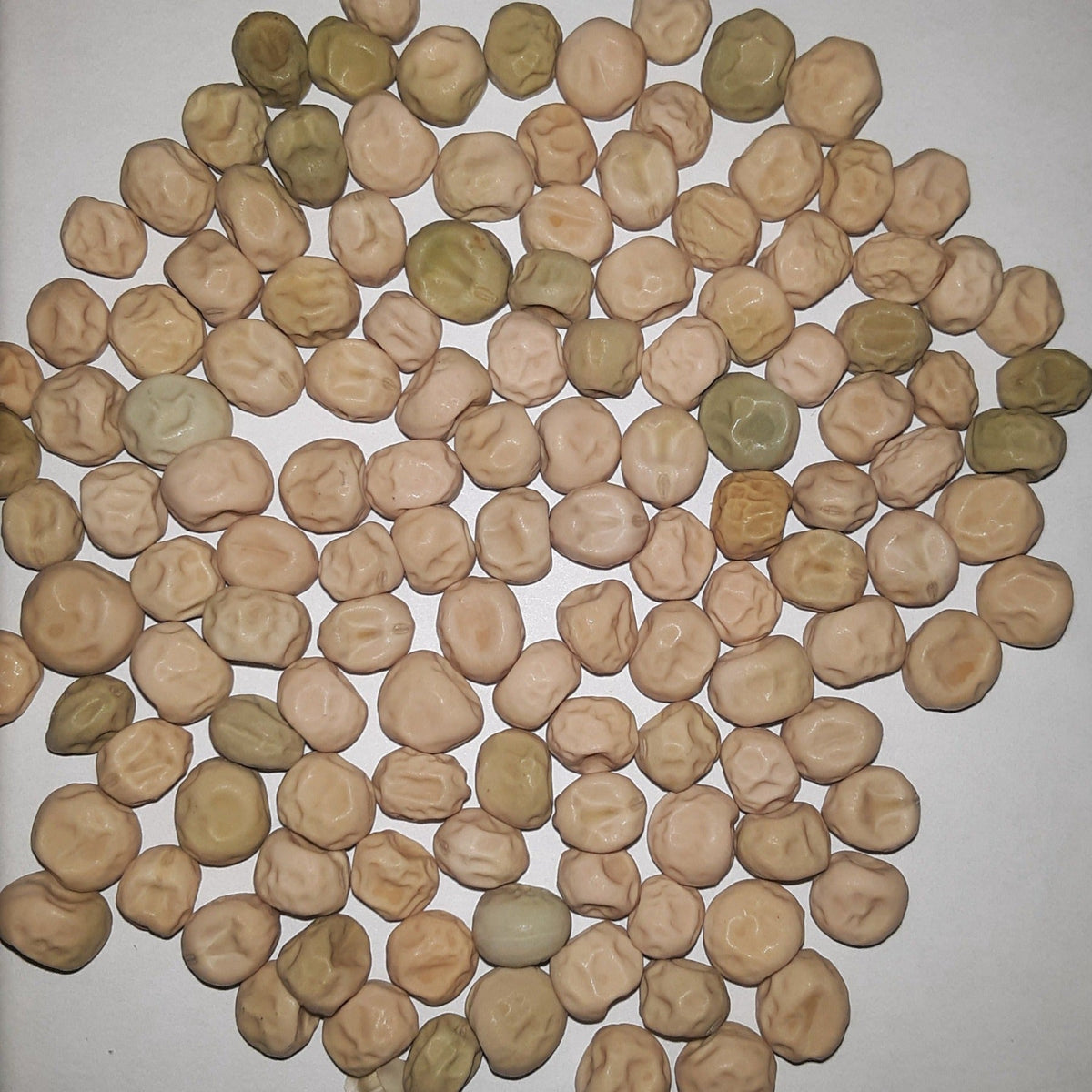 Wando Bush Pea Seeds, image 2 of 6