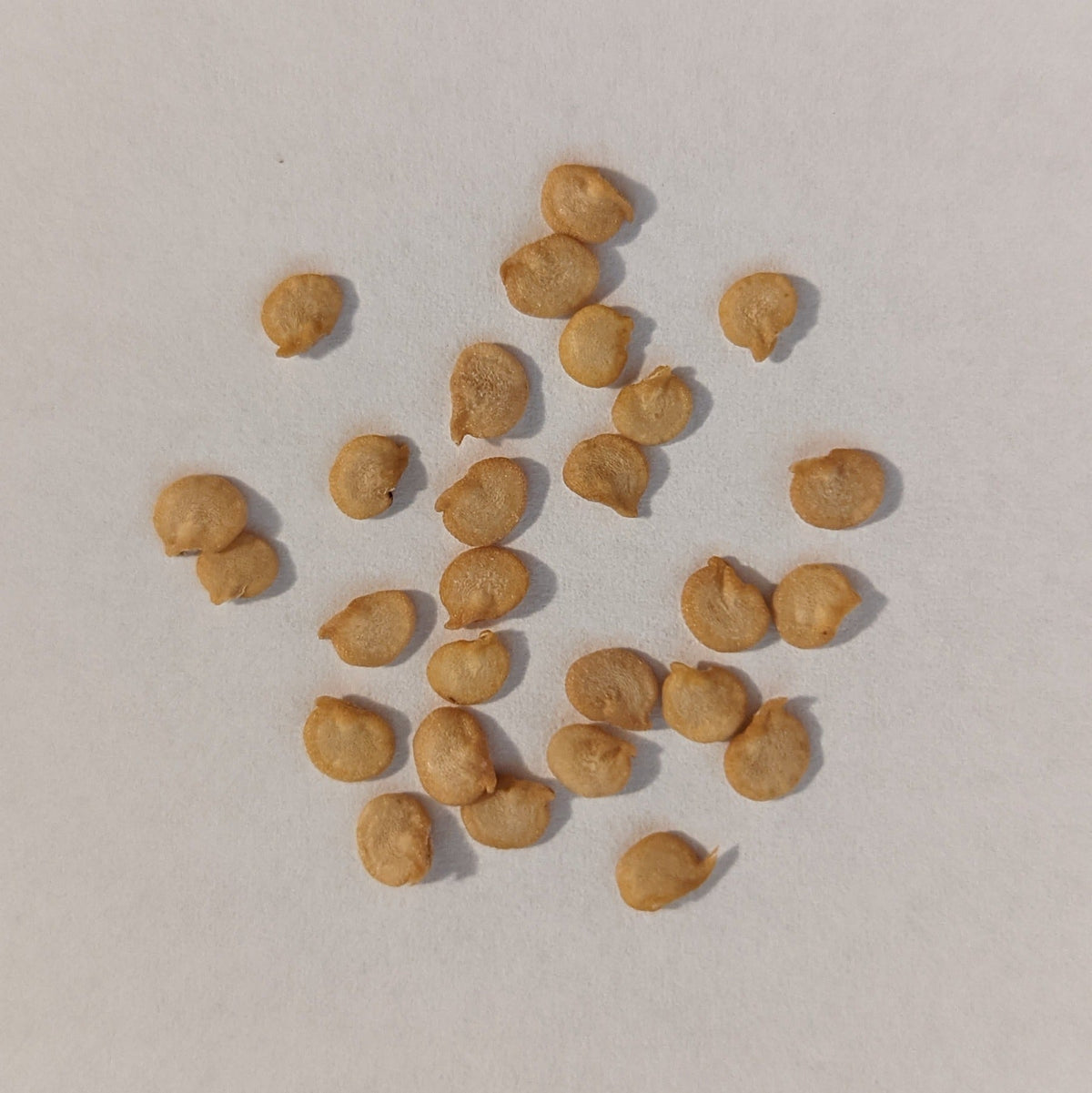 Greek Pepperoncini Hot Pepper Seeds, image 2 of 5