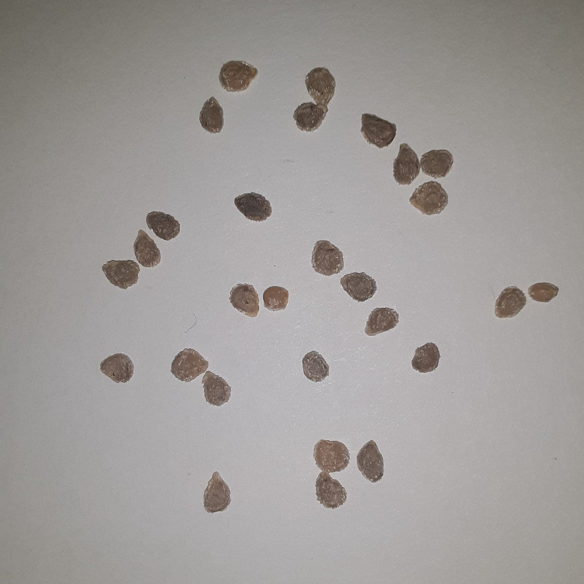 Watermelon Heirloom Beefsteak Tomato Seeds, image 2 of 7